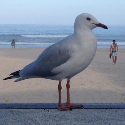 Coo