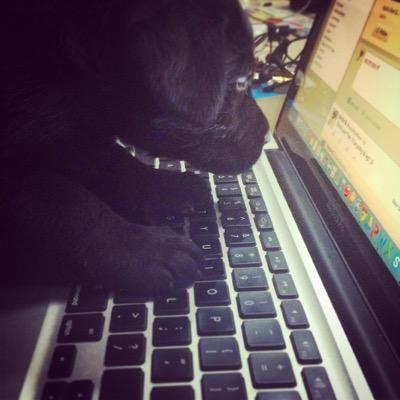 HectorBowWow's profile picture. Chief Exploration Officer, @paperboatdrinks. Woof, I did it again.