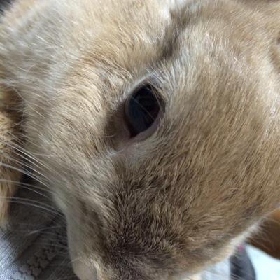 すぎたん🐰うさぎさん達・クレイジーな現代を生き抜くさんのプロフィール画像