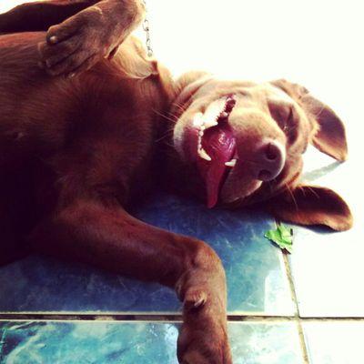 damascenorg's profile picture. 