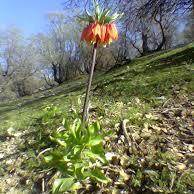 ilam1393's profile picture. 