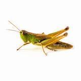 Old_Grasshopper