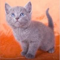 Mom is @Dust_of_a_clan dad @DubbykittenAD