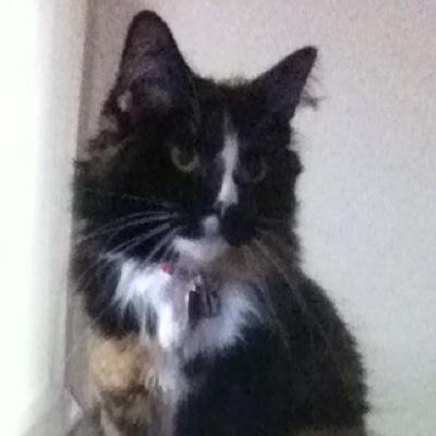 Cc49Little's profile image
