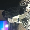 Nikthevoker - @NickWhitney88 - Twitter