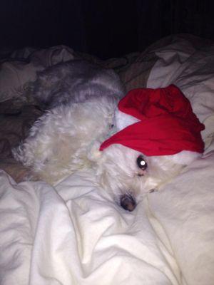 HundenDoffe's profile picture. Det är jag som är kändisjycken Doffe från Aftonbladet. Det var jag som glömdes bort utanför affären i regnet. @mosolle är min husse. SE LÄNK!