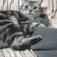 とーこ (@touko_m) 's Twitter Profile