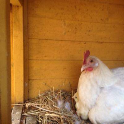just an old chook living in her slices of paradise with a couple of dukes and lots of sewing machines