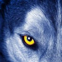WolfMan (5.5k) (@wolfmansa) 's Twitter Profile Photo