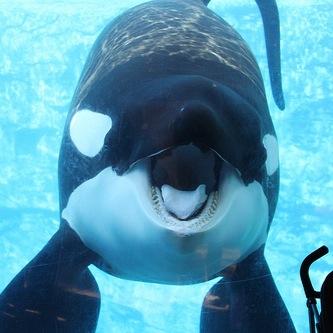 Yaboy_tilly's profile picture. jus chillin out here at sea world  #freetilly