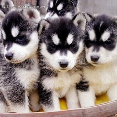 ZDNetCyrusLee's profile picture. 