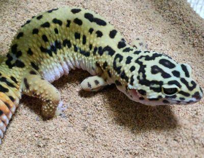 ジョジョやポケモン（腐）で生きてる腐った廃人。現在は爬虫類両生類の事について勉強中。寄生獣や妖怪ウォッチ、ショタロリ なんでも食べるクソ野郎。Ｆ御自由に( *・ω・)ノ