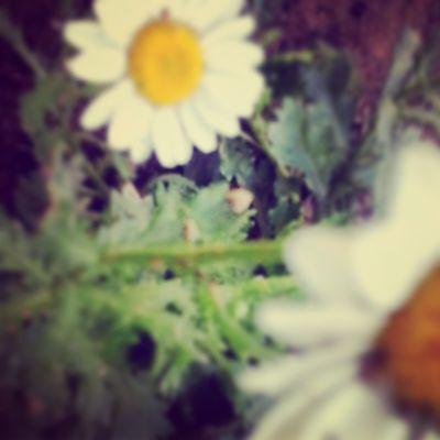 عــاشــقة الــهـلال وبــجــنونــــــ:) هــلالـــية شــقــرديـــــة +55