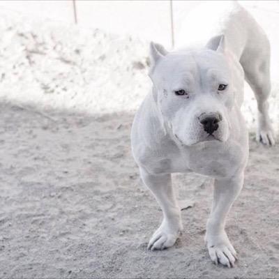 MarcosMickael's profile picture. 