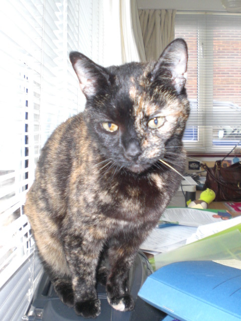 Elsie_the_Cat's profile picture. AKA Killer Cat, Granny Cat, Scardie.......But I ain't no Pussy.  One of the Original Love Cats.  Confirmation: it is Definately Cool for Cats