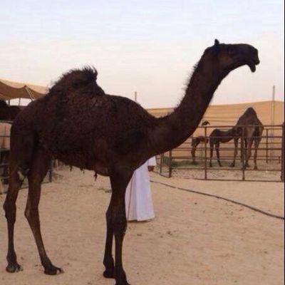 ‏‏،،،،،،الَسِتٌغُفُر الَلَهّ الَعٌضيِمً وٌاتٌوٌبً الَيِهّ،،،،،،،