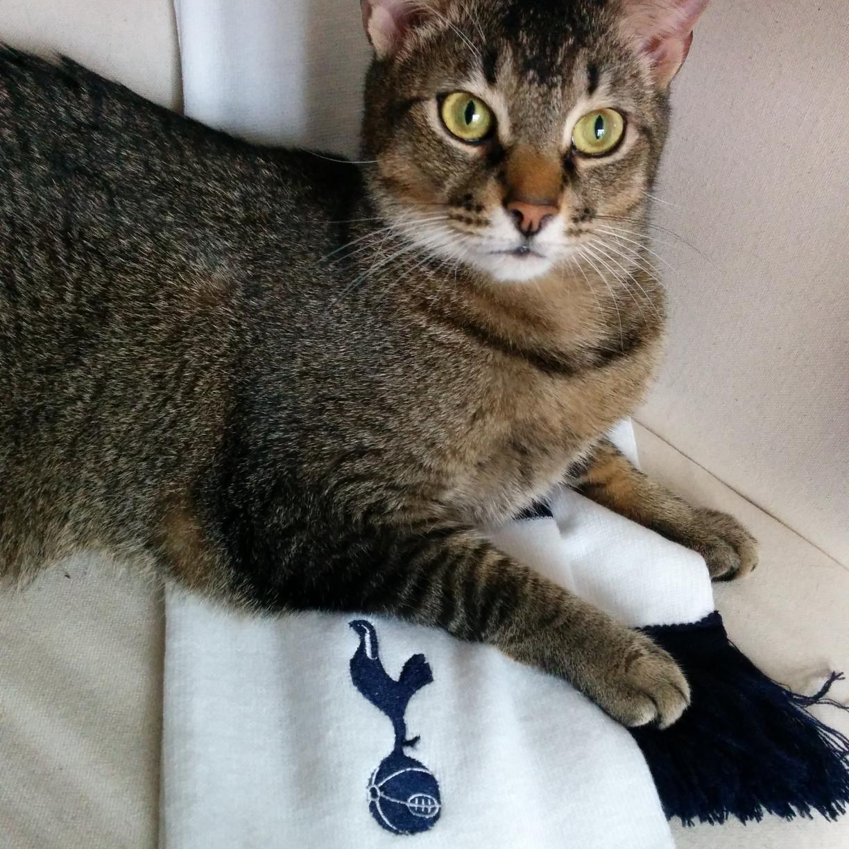 Spurs and Purrs!