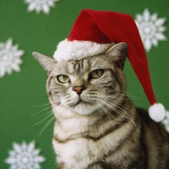 PawsForASec's profile picture. Fun facts, all about cats