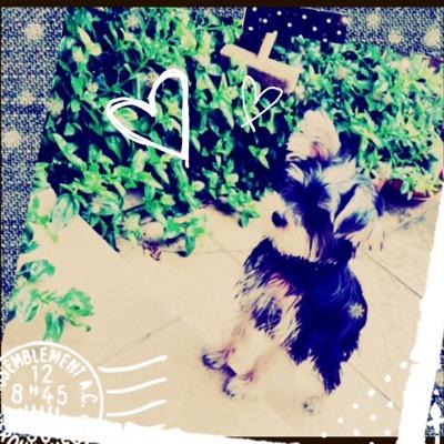 ヨークシャーテリアのココです！
どーぶつ好き繋がりましょう！
よろしくお願いします♫