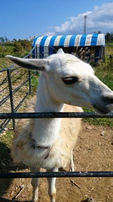 ikechiyy's profile picture. ダンスすき
一番POPPINすき