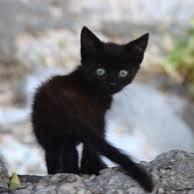 _shadow_kitten_'s profile picture. 