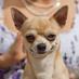 No CATS Allowed !!! 🐶🐶🐶 (@catnepermetpaw) Twitter profile photo No CATS Allowed !!! 🐶🐶🐶 (@catnepermetpaw) Twitter profile photo