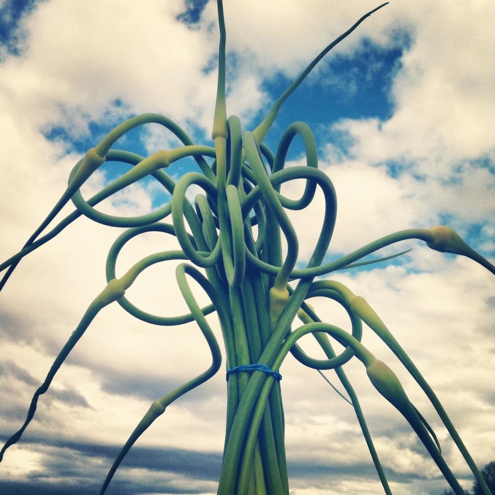 splitriverfarm's profile picture. a hand cultivated micro-farm