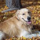 Debra Quick - @Jungle_Dqreddog - Twitter