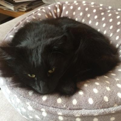 They call me Stupid Cat but what they don't realise is I've got them exactly where I want them. They feed me, look after me and worship me. I pity them. Morons.