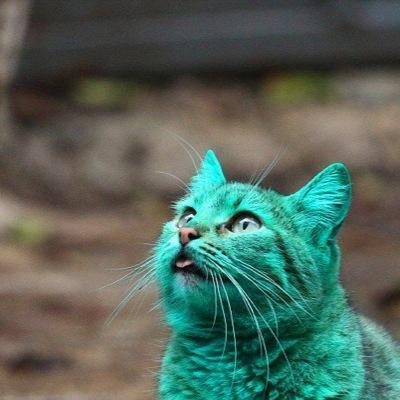 kt6978's profile picture. 