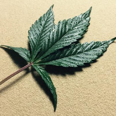 educate before you hate - legalize in all states