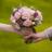 shaya782's profile image