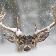 I help fly Santa's sleigh along with Dasher,Dancer,Vixen,Cupid,Rudolph,Prancer, Donner and Comet!
