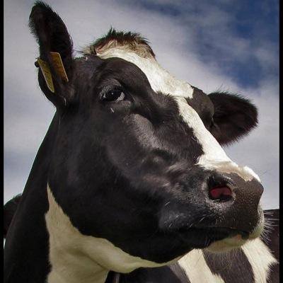 Zootecnista con especializacion en alimentación de bovinos de leche