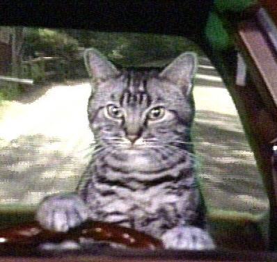 tooncestdc's profile picture. He/Him. I love my Seattle Sounders, logic and statistics, my reality TV, actual quality TV and Detroit (Buddy's) Pizza.