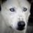 HuskyTheGod's profile image