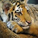 ALAA ALKHATIB - @ALAAALKHATIB8 - Twitter