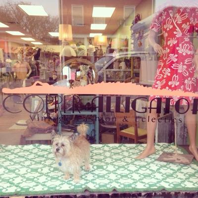 AlligatorCopper's profile picture. Copper Alligator is the best place in Cedar Rapids for vintage fashion. Find us in Czech Village and say Hi to Lola, the friendly shop doggy.