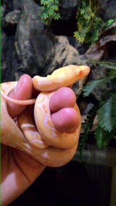 agussyawal's profile picture. Seorang suami dari seorang isteri.
Seorang ayah dari dua orang puteri.
Seorang keeper dari 15 ekor Python.
Seorang karyawan yang meyakini: Bekerja untuk Ibadah