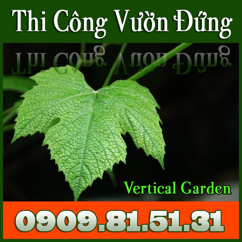 AnextGroup Thi công vườn đứng - vườn thằng đứng - 0909815131