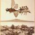 Old NZ pics (@oldnzpics) Twitter profile photo
