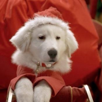 All you have to do is believe, if you believe in the Christmas Spirit you can understand me. #SantaPaws #OUAT #RP