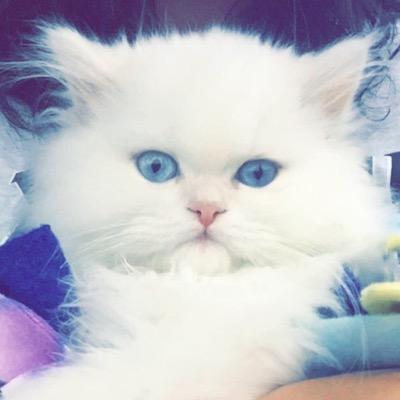 SirLouiKoster's profile picture. still brainstorming my bio