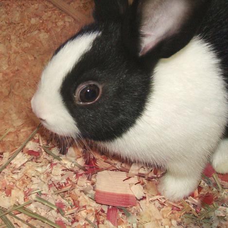 cute_rabbit5 Profile Picture