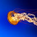 Penny Herring - @pennylover66 - Twitter