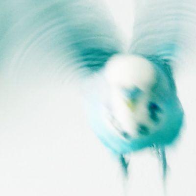 TweetyBlue2002's profile picture. student, social education worker, art therapist, loves her little blue budgie 3