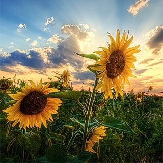 mrswilbs's profile picture. 