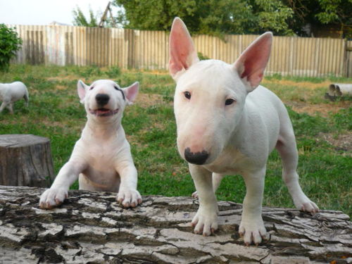 PetKicks's profile picture. 