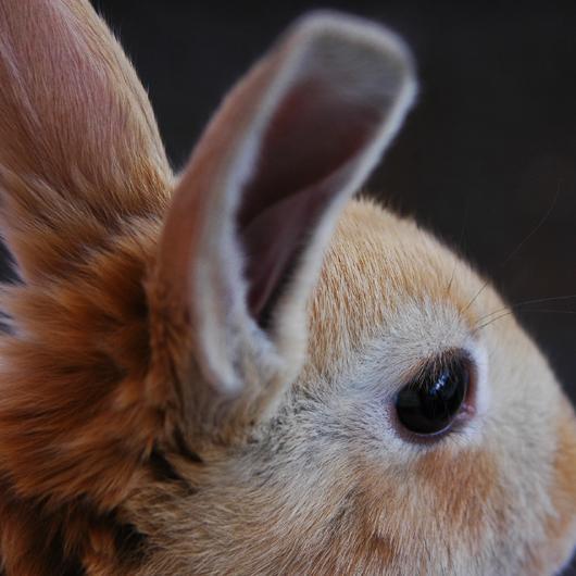 なちゅ V Twitter 閲覧注意 鼻の脂って押すとニュルニュル出てくるじゃん あれって これが本当の正体かｗｗ グロすぎワロタｗｗ おまえらの鼻は大丈夫かｗ 詳細はこちら Http T Co 1rpz6fu1bk Http T Co Mtdjxcru2c