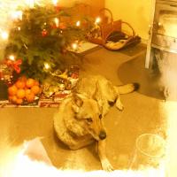 Blaubär (@fritzschemicha) 's Twitter Profile